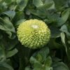 Benary's Giant Lime - Zinnia Seed