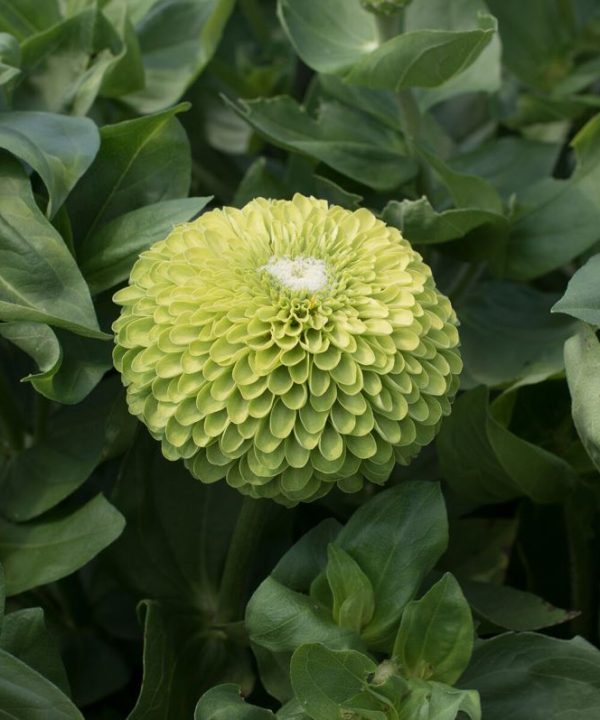 Benary's Giant Lime - Zinnia Seed