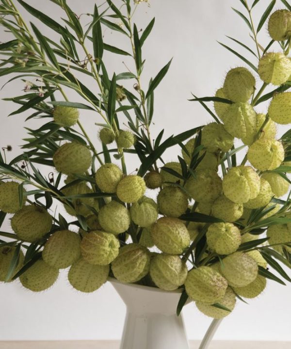 Oscar - Asclepias Seed
