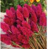 Eternity Improved - Celosia Seed
