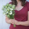 Albion Green Pod - Nigella Seed