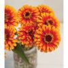 Zowie!? Yellow Flame - Zinnia Seed