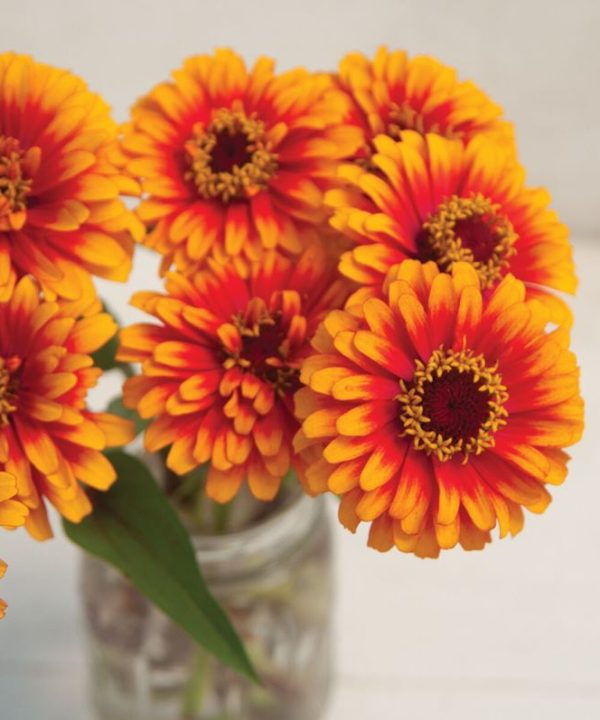 Zowie!? Yellow Flame - Zinnia Seed