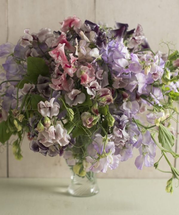 Spencer Ripple Formula Mix Sweet Pea Seed