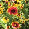 Xeriscape Mix Eastern U.S. - Flower Seed