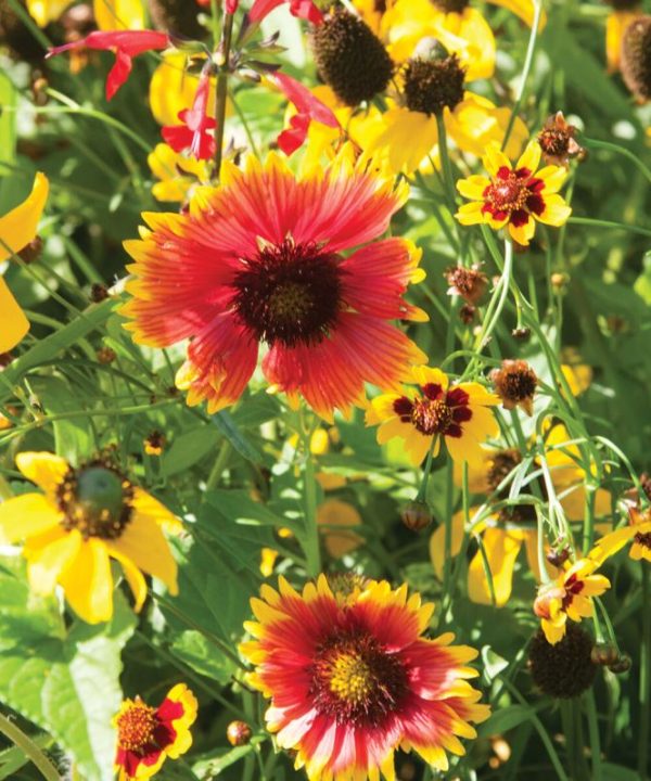 Xeriscape Mix Eastern U.S. - Flower Seed