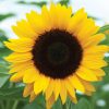 Sunrich Orange Summer - Sunflower Seed