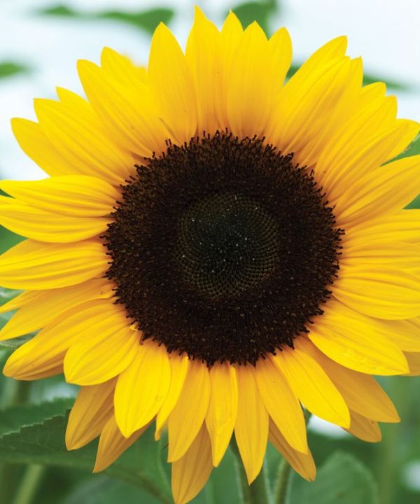 Sunrich Orange Summer - Sunflower Seed
