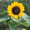 Sunny Smile - (F1) Sunflower Seed
