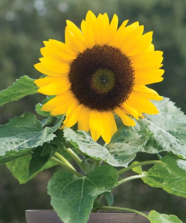 Sunny Smile - (F1) Sunflower Seed