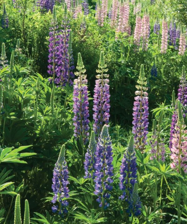 Perennial Lupine - Flower Seed