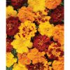 Durango Outback Mix - Marigold Seed