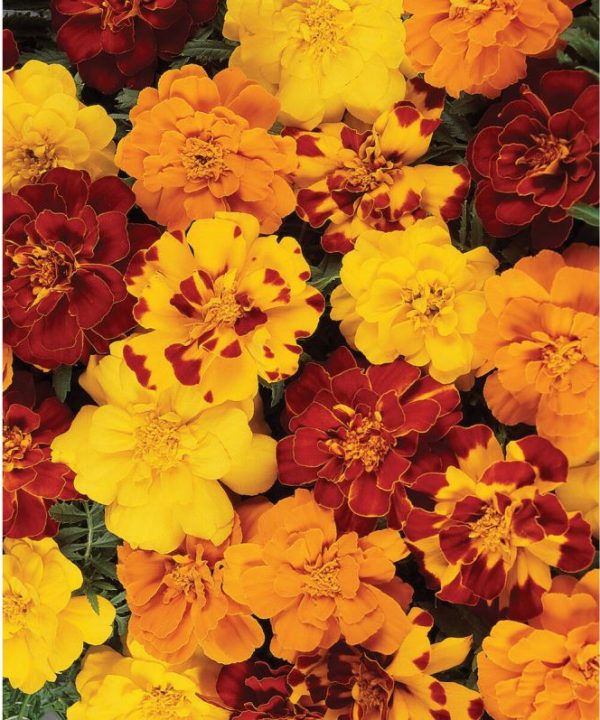 Durango Outback Mix - Marigold Seed