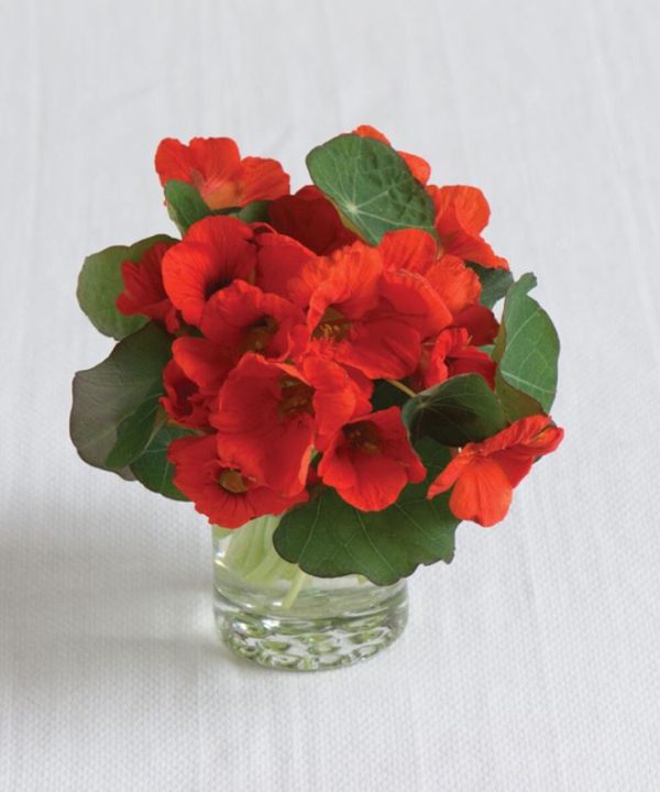 Empress of India - Nasturtium Seed