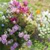 Beneficial Insect Flower Seeds Mix
