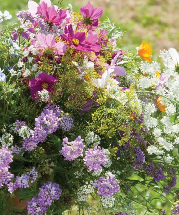 Beneficial Insect Flower Seeds Mix