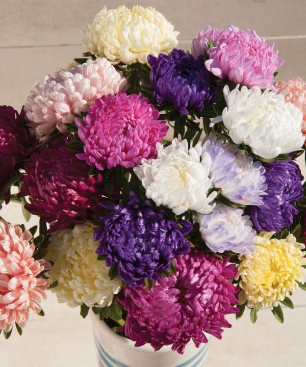 Tower Custom Mix - China Aster Seed