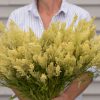 Sylphid - Celosia Seed