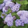 Tall Blue Planet - (F1) Ageratum Seed