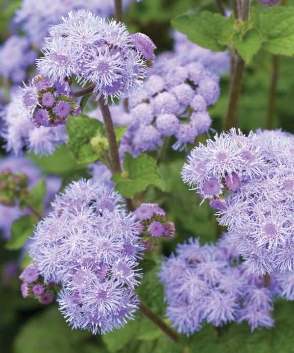 Tall Blue Planet - (F1) Ageratum Seed