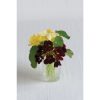 Night and Day - Nasturtium Seed