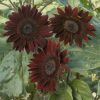 Chocolate - Sunflower Seed
