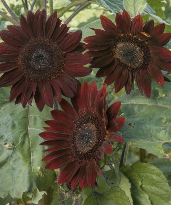 Chocolate - Sunflower Seed
