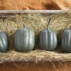 Taybelle PM - (F1) Acorn Squash Seed