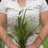Frosted Explosion - Ornamental Grass Seed