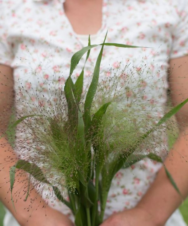 Frosted Explosion - Ornamental Grass Seed