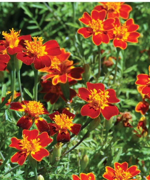 Red Gem - Marigold Seed