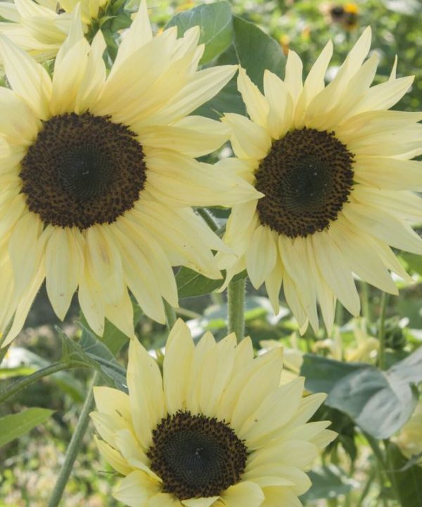 Buttercream - (F1) Sunflower Seed