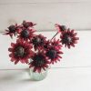 Cherry Brandy - Rudbeckia Seed