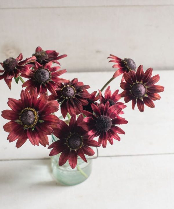 Cherry Brandy - Rudbeckia Seed