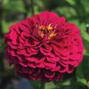 Benary's Giant Wine - Zinnia Seed