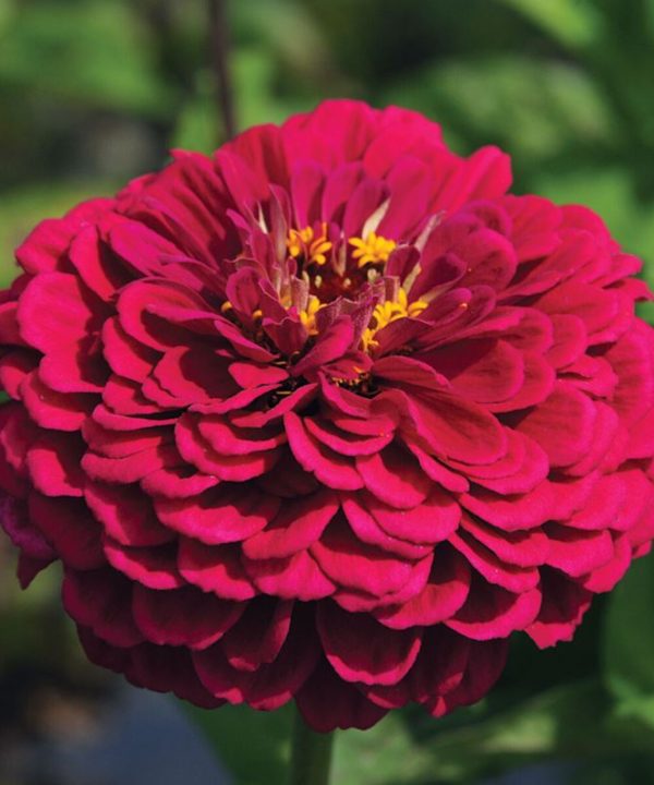 Benary's Giant Wine - Zinnia Seed