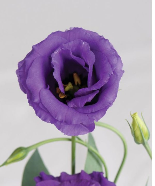 Echo Blue - (F1) Lisianthus Seed