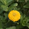 Giant Dahlia Flowered Golden Yellow Zinnia