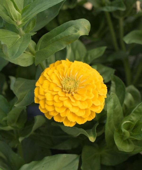 Giant Dahlia Flowered Golden Yellow Zinnia