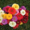 Giant Dahlia Flowered Mix - Zinnia Seed