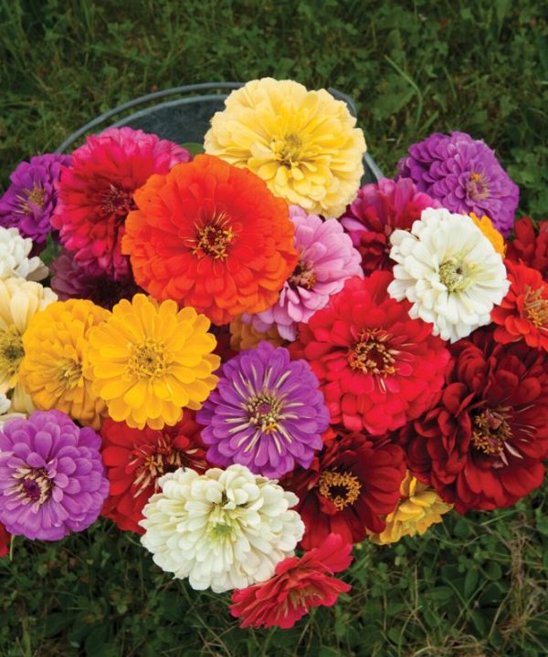 Giant Dahlia Flowered Mix - Zinnia Seed