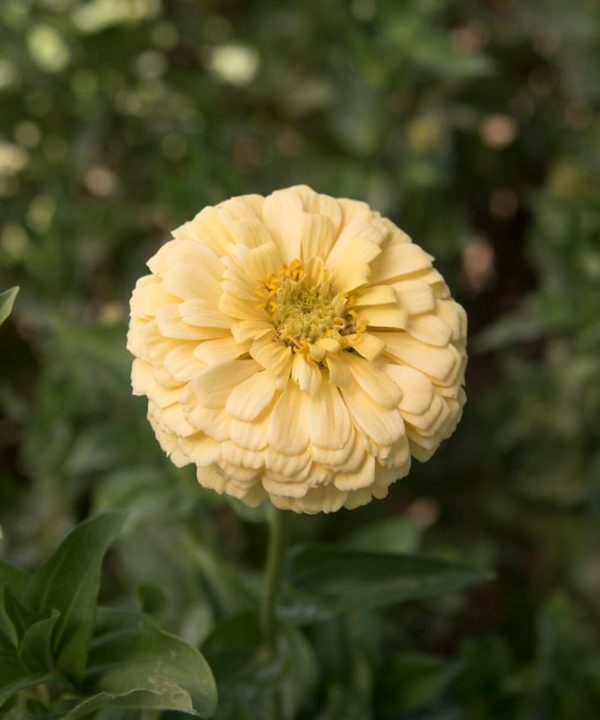 Giant Dahlia Flowered Creamy Yellow Zinnia