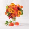 Kaleidoscope Mix - Organic Nasturtium Seed