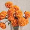 Giant Orange - Marigold Seed