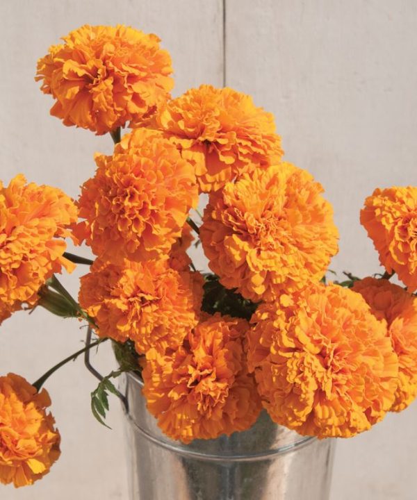 Giant Orange - Marigold Seed