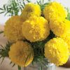 Giant Yellow - Marigold Seed