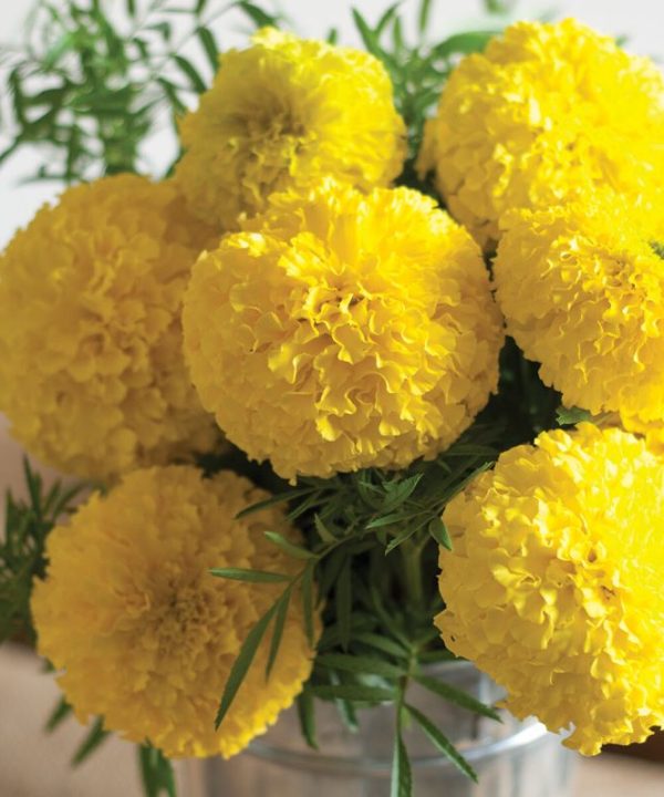 Giant Yellow - Marigold Seed