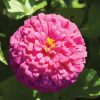Uproar Rose - (F1) Zinnia Seed