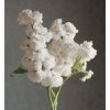Quartet White - Stock Seed