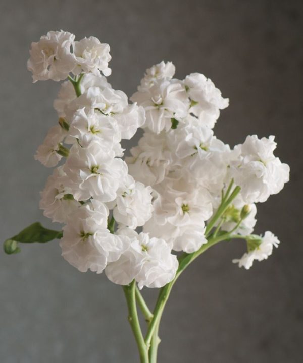 Quartet White - Stock Seed